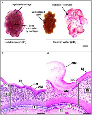 Mucilage extracted from Chilean papaya seeds is enriched with homogalacturonan domains